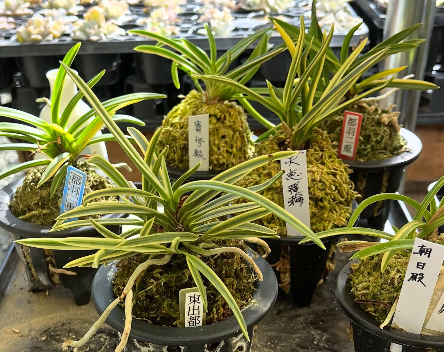 斑入り植物専門店〜錦〜です
