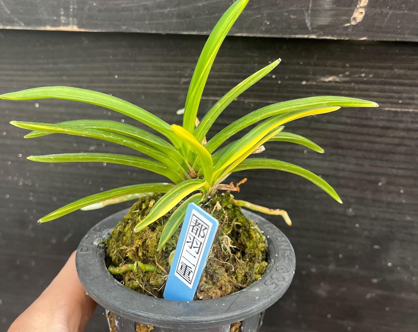 斑入り植物専門店〜錦〜です