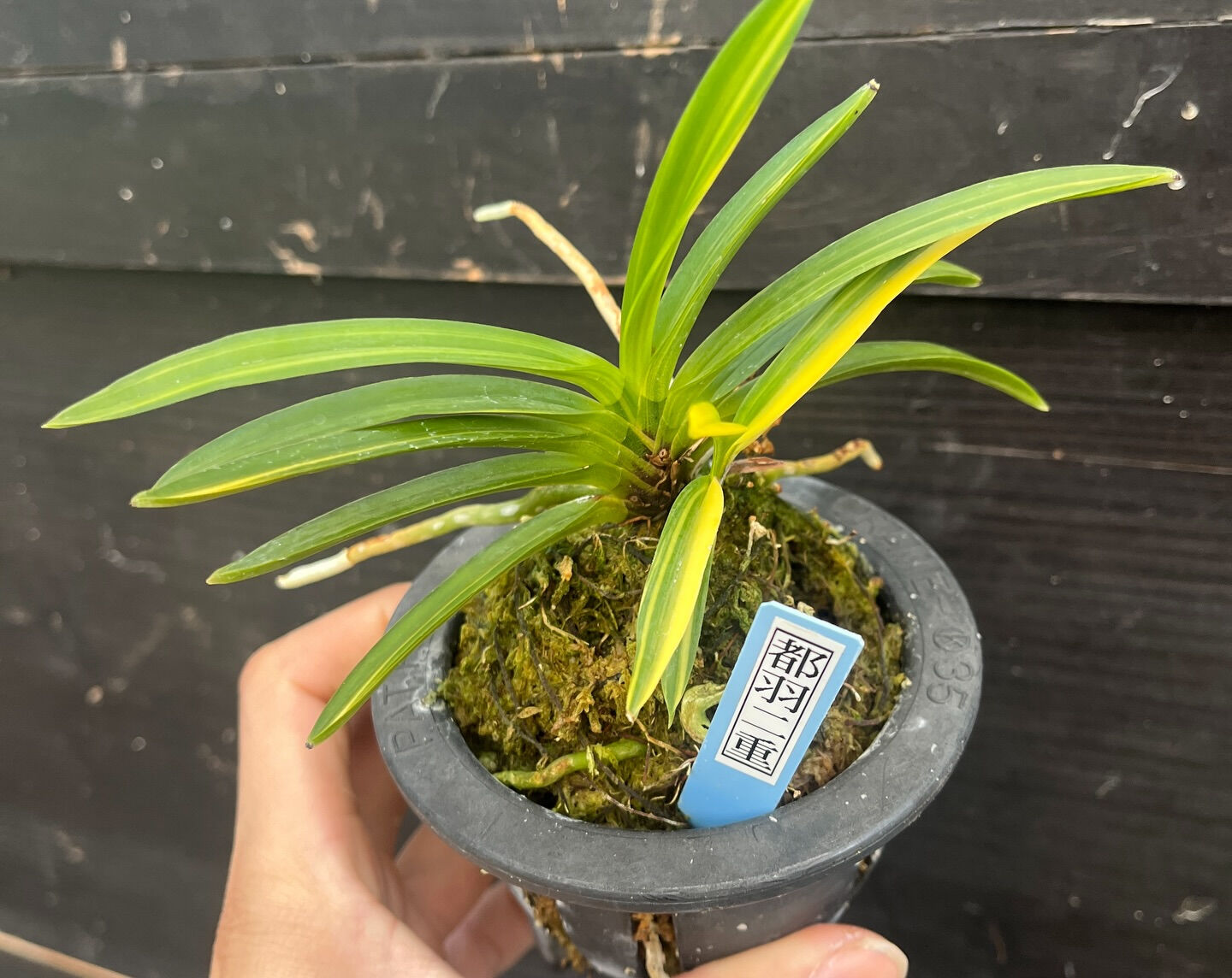 斑入り植物専門店〜錦〜です