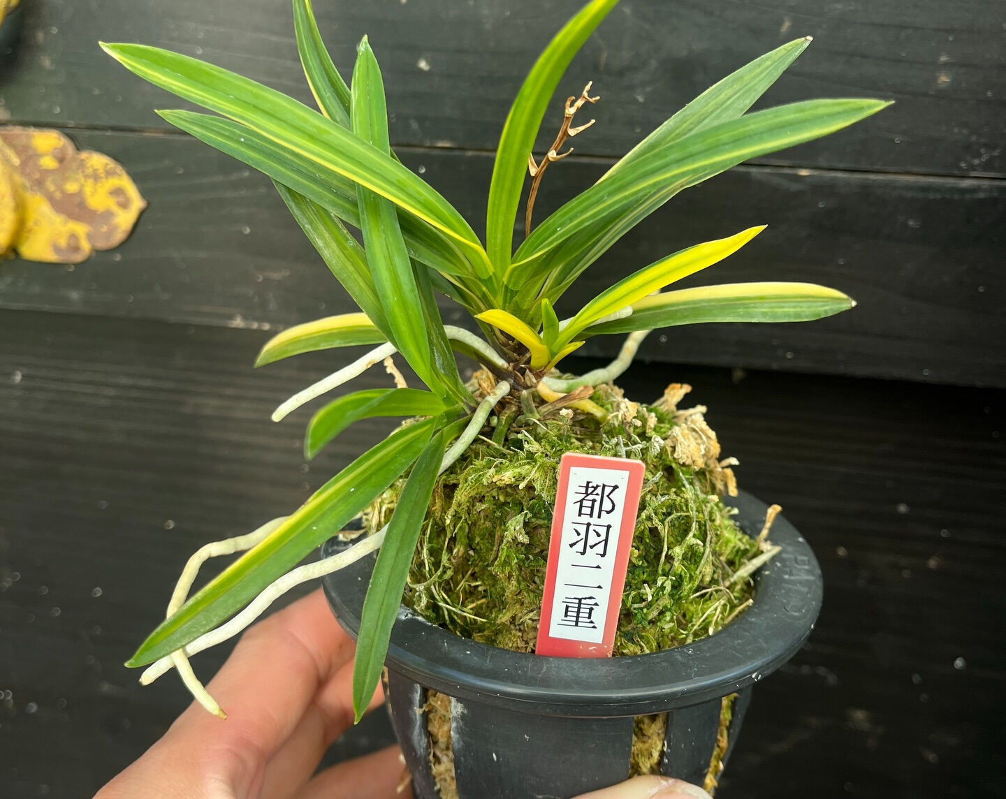 斑入り植物専門店〜錦〜です
