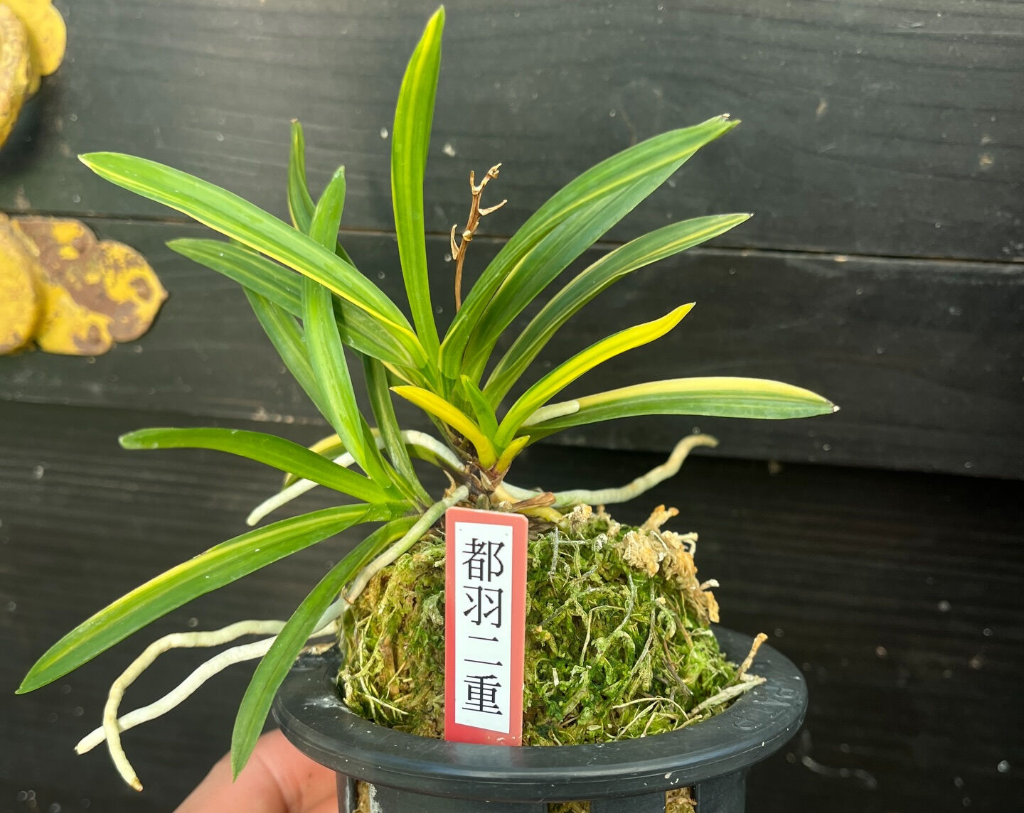 斑入り植物専門店〜錦〜です