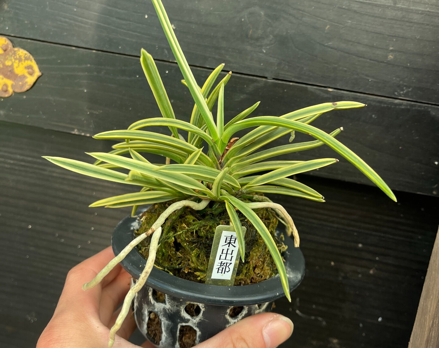 斑入り植物専門店〜錦〜です