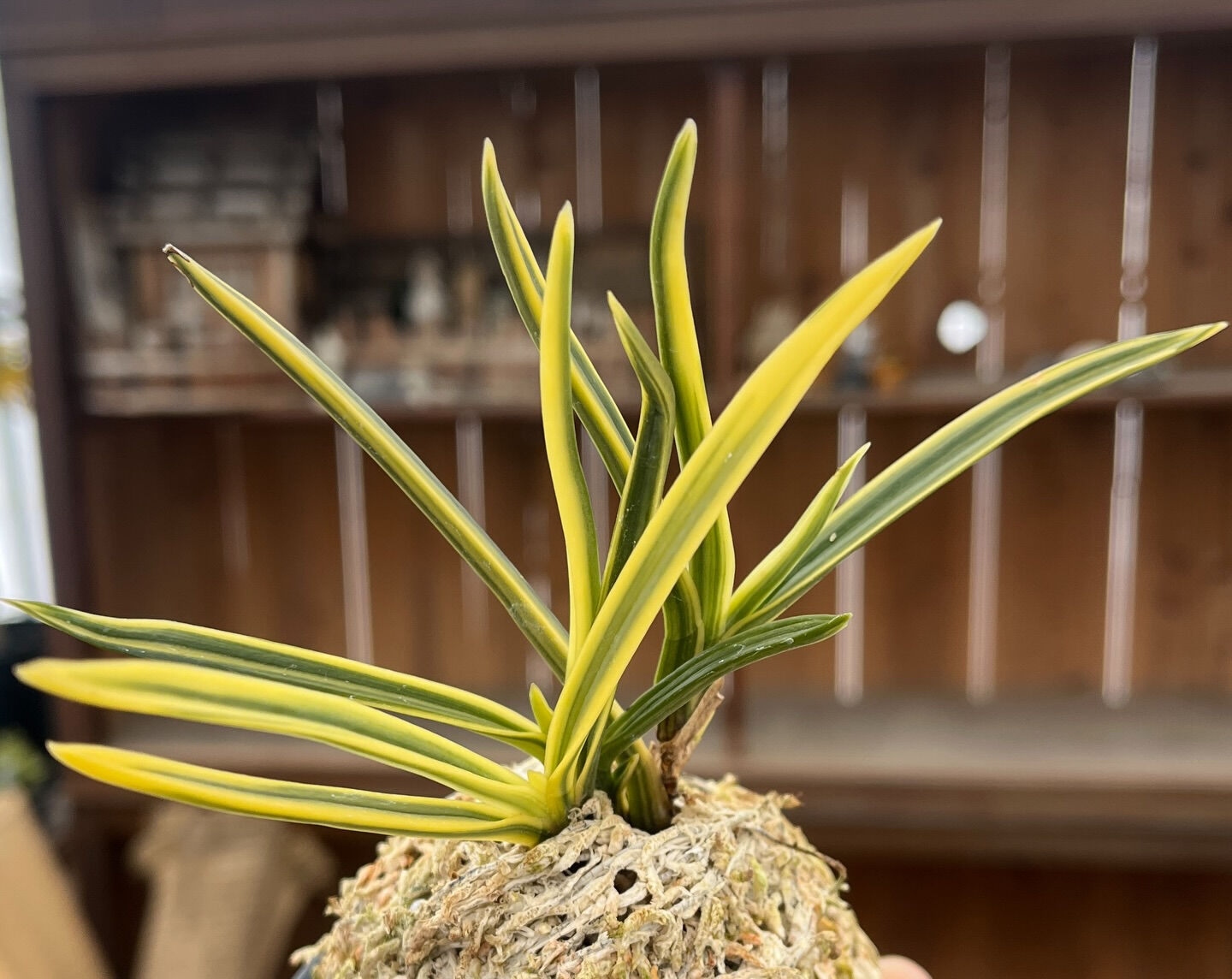 斑入り植物専門店〜錦〜です
