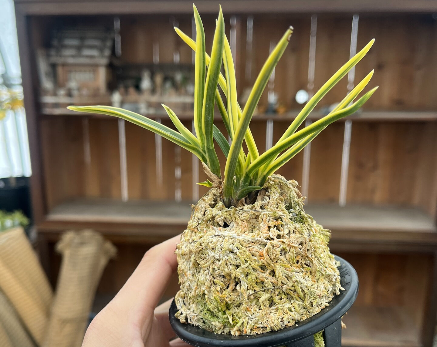 斑入り植物専門店〜錦〜です