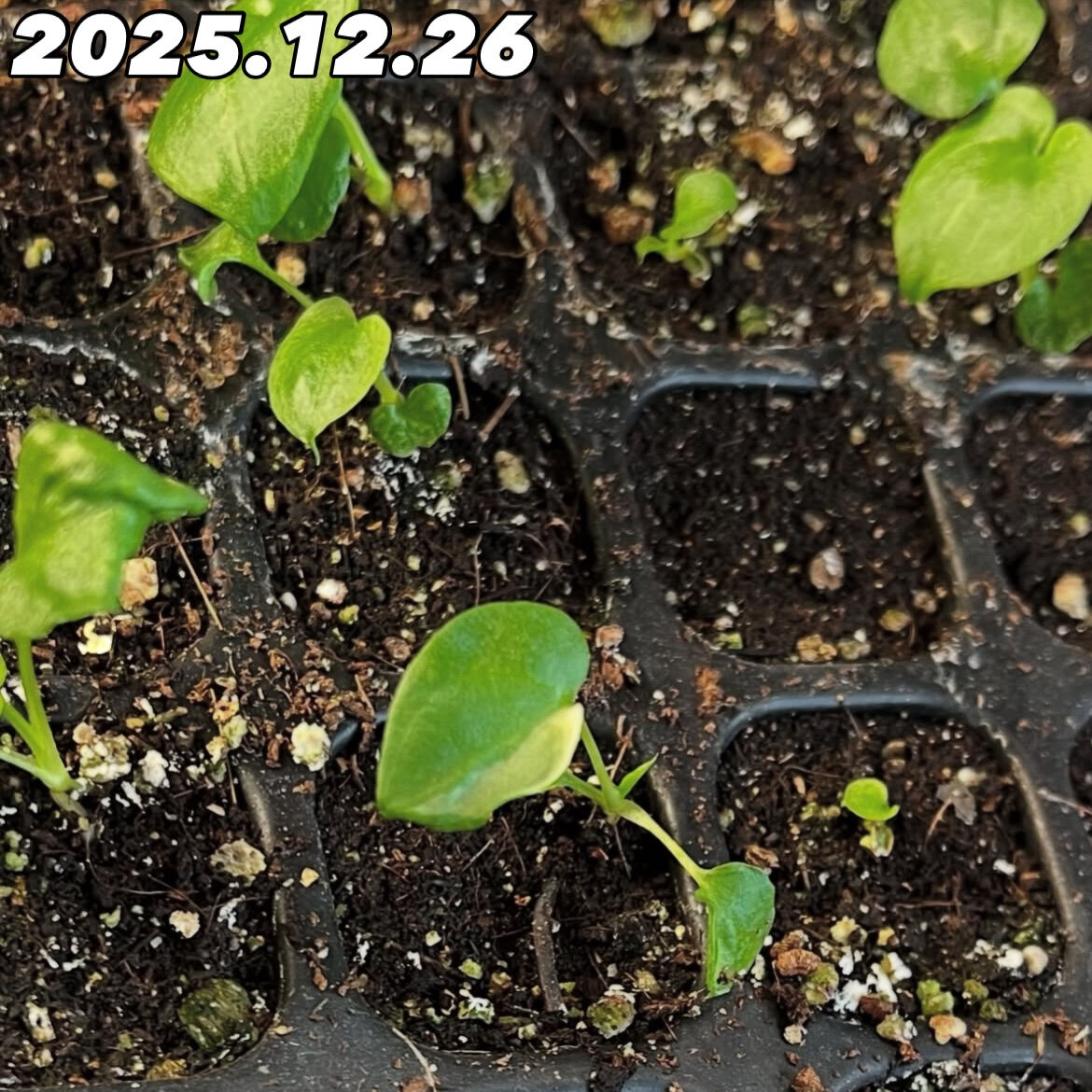 斑入り植物専門店〜錦〜です