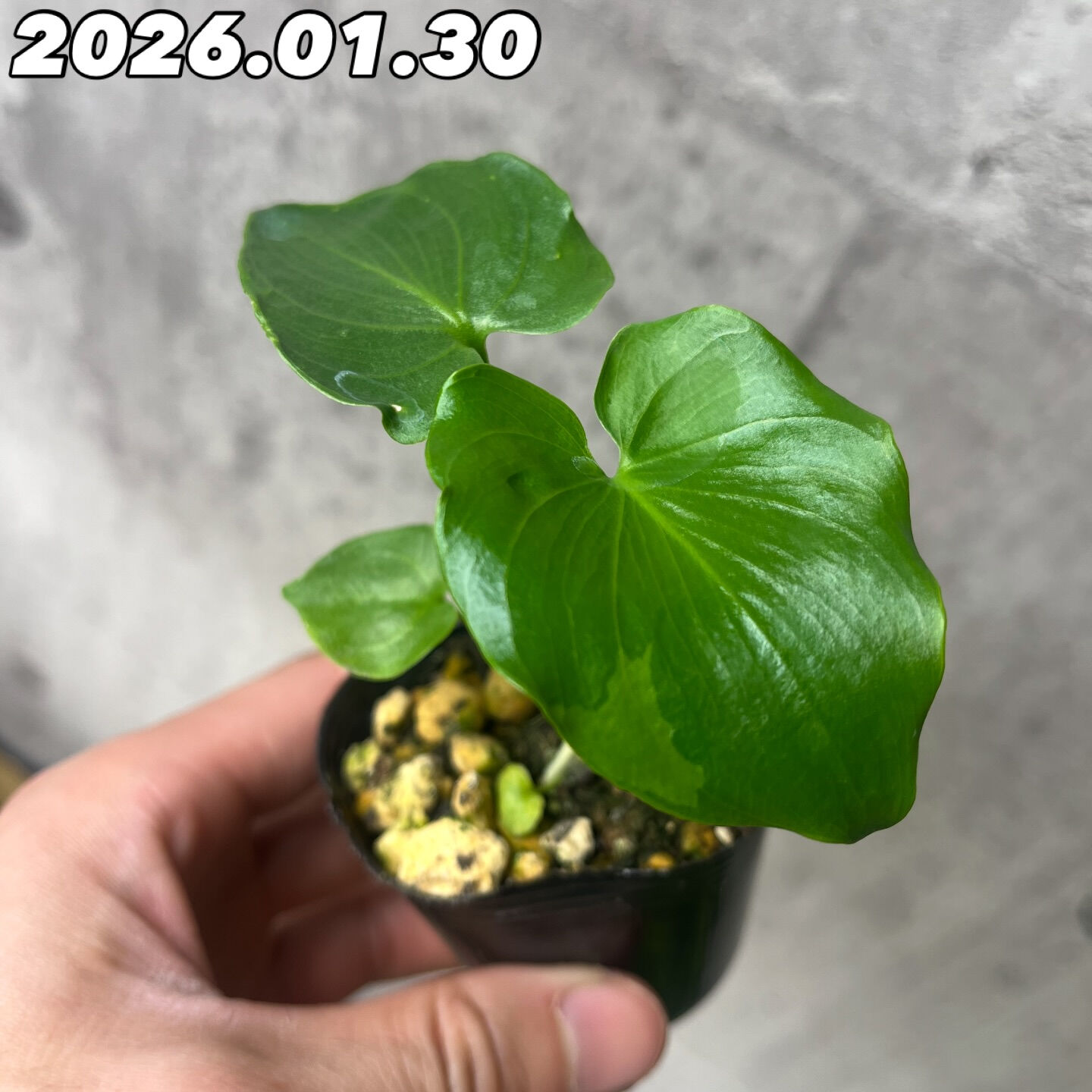 斑入り植物専門店〜錦〜です