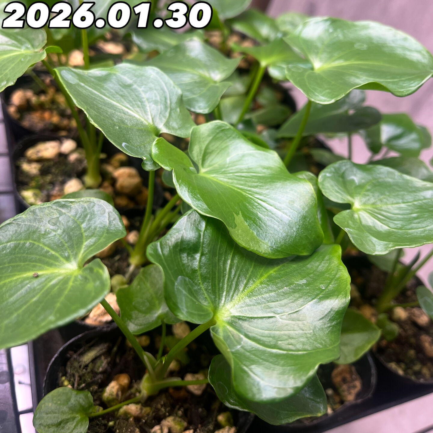 斑入り植物専門店〜錦〜です