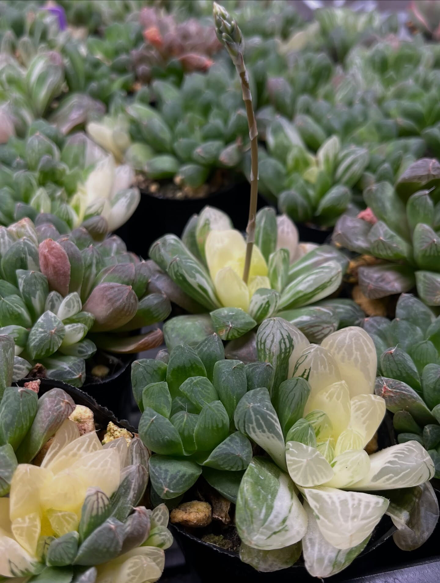 斑入り植物専門店〜錦〜です