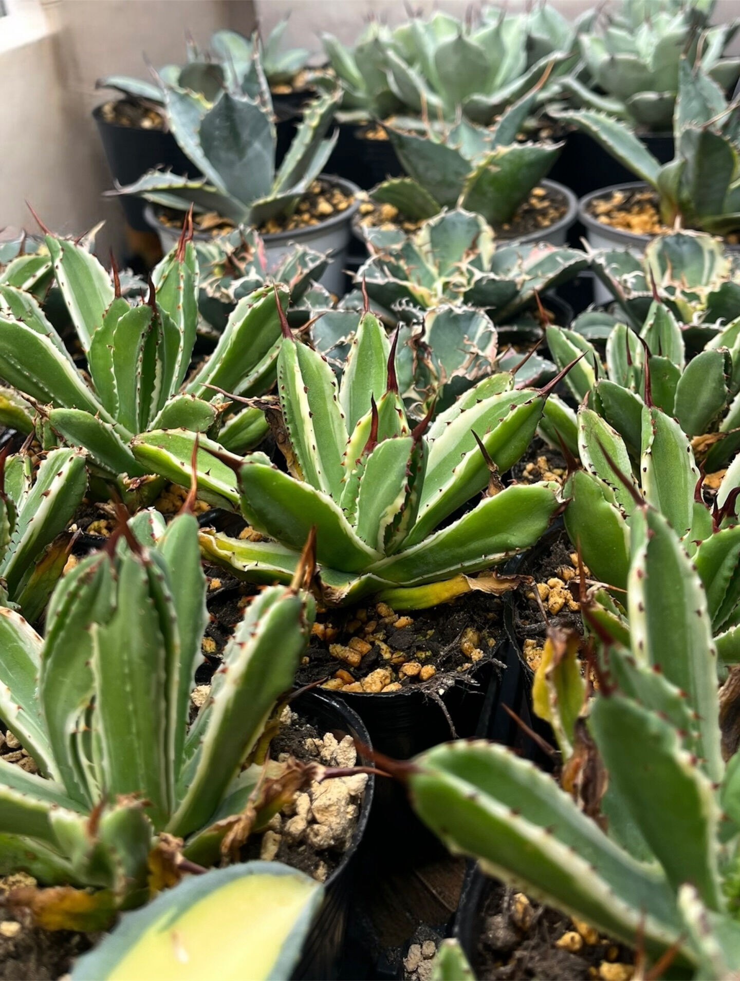 斑入り植物専門店〜錦〜です