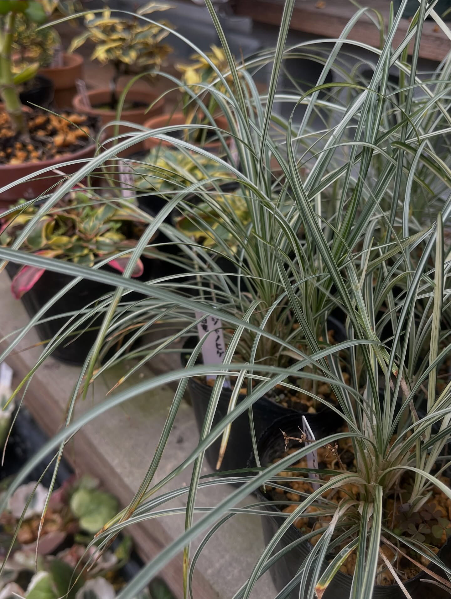 斑入り植物専門店〜錦〜です
