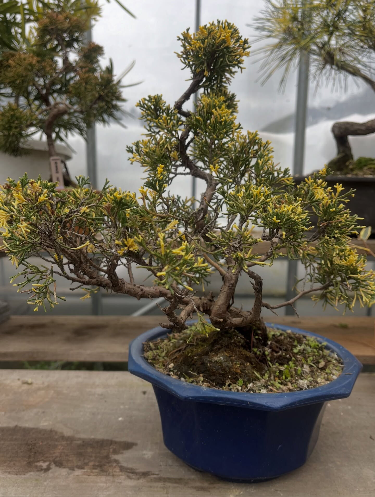 斑入り植物専門店〜錦〜です