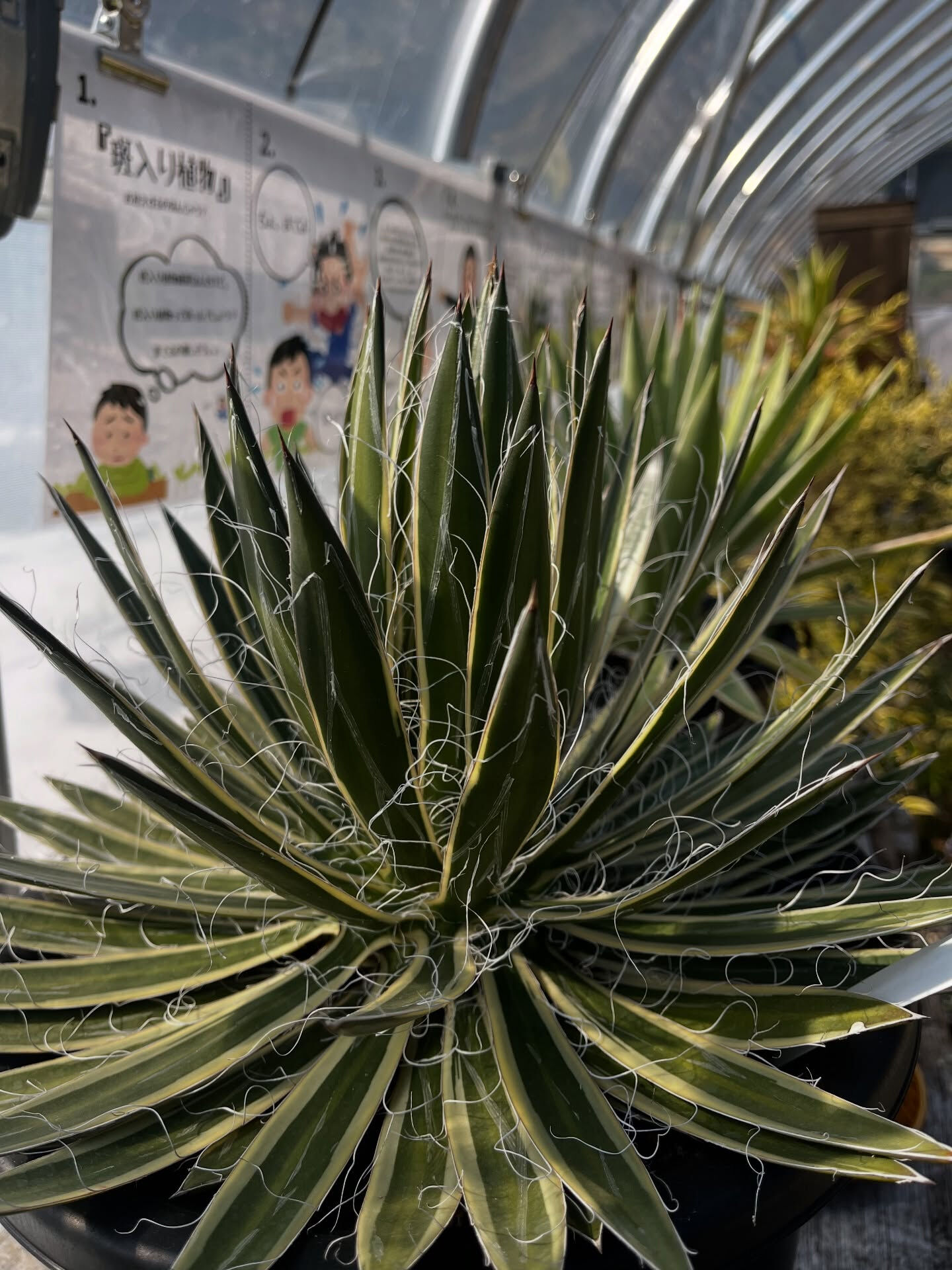 斑入り植物専門店〜錦〜です