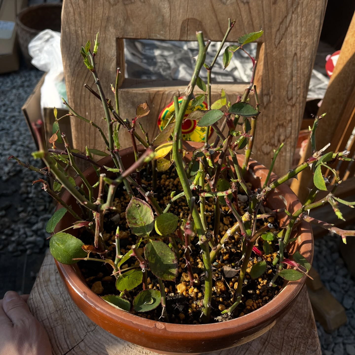 斑入り植物専門店〜錦〜です