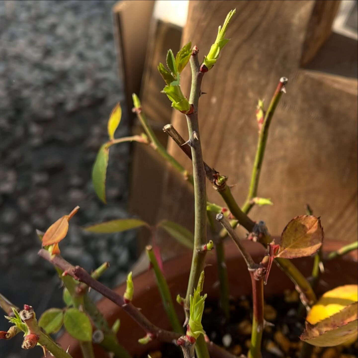 斑入り植物専門店〜錦〜です