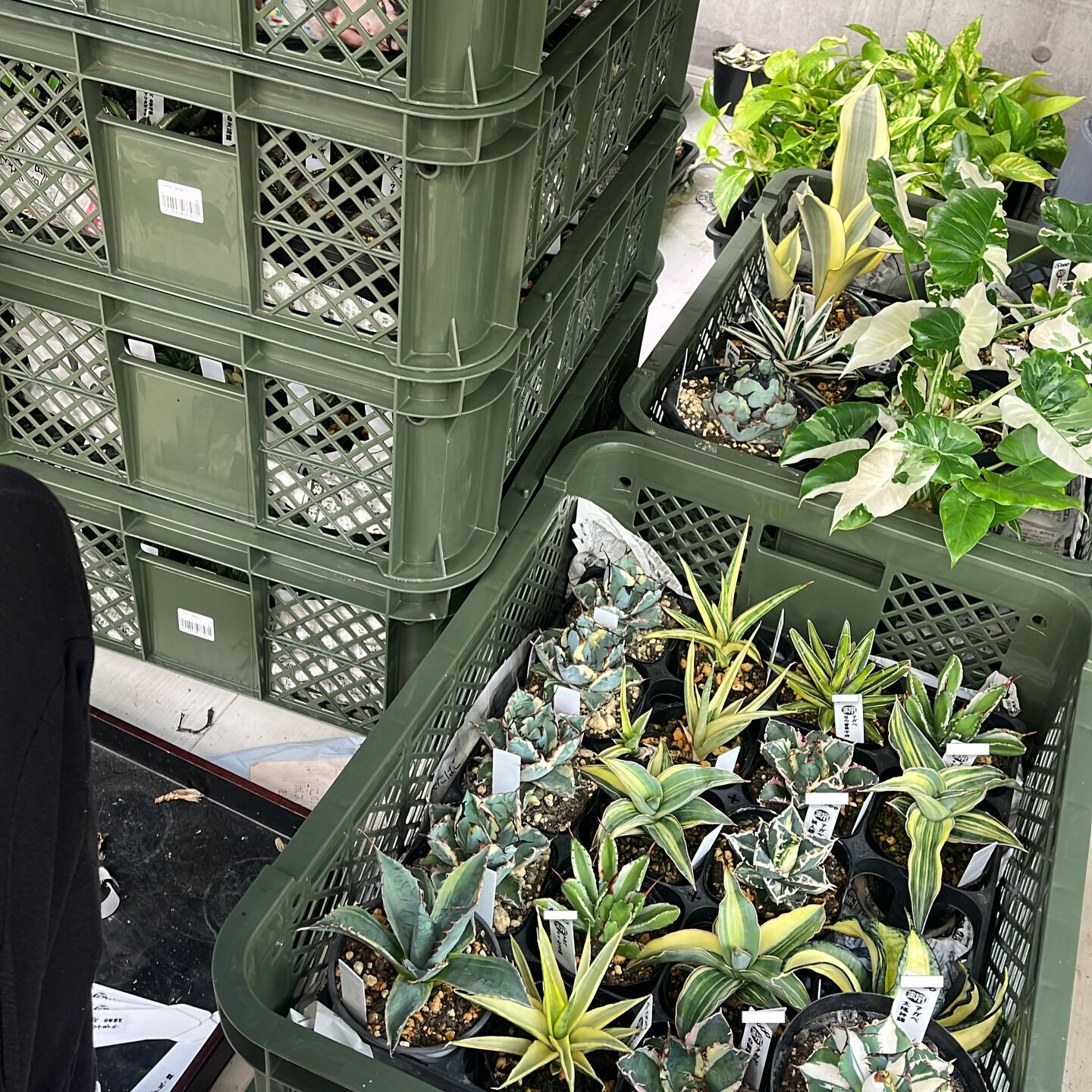 斑入り植物専門店〜錦〜です