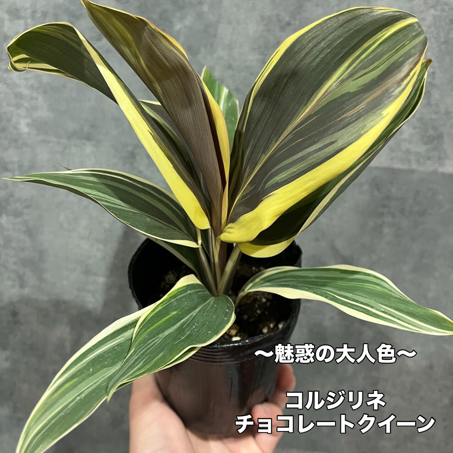 斑入り植物専門店〜錦〜です