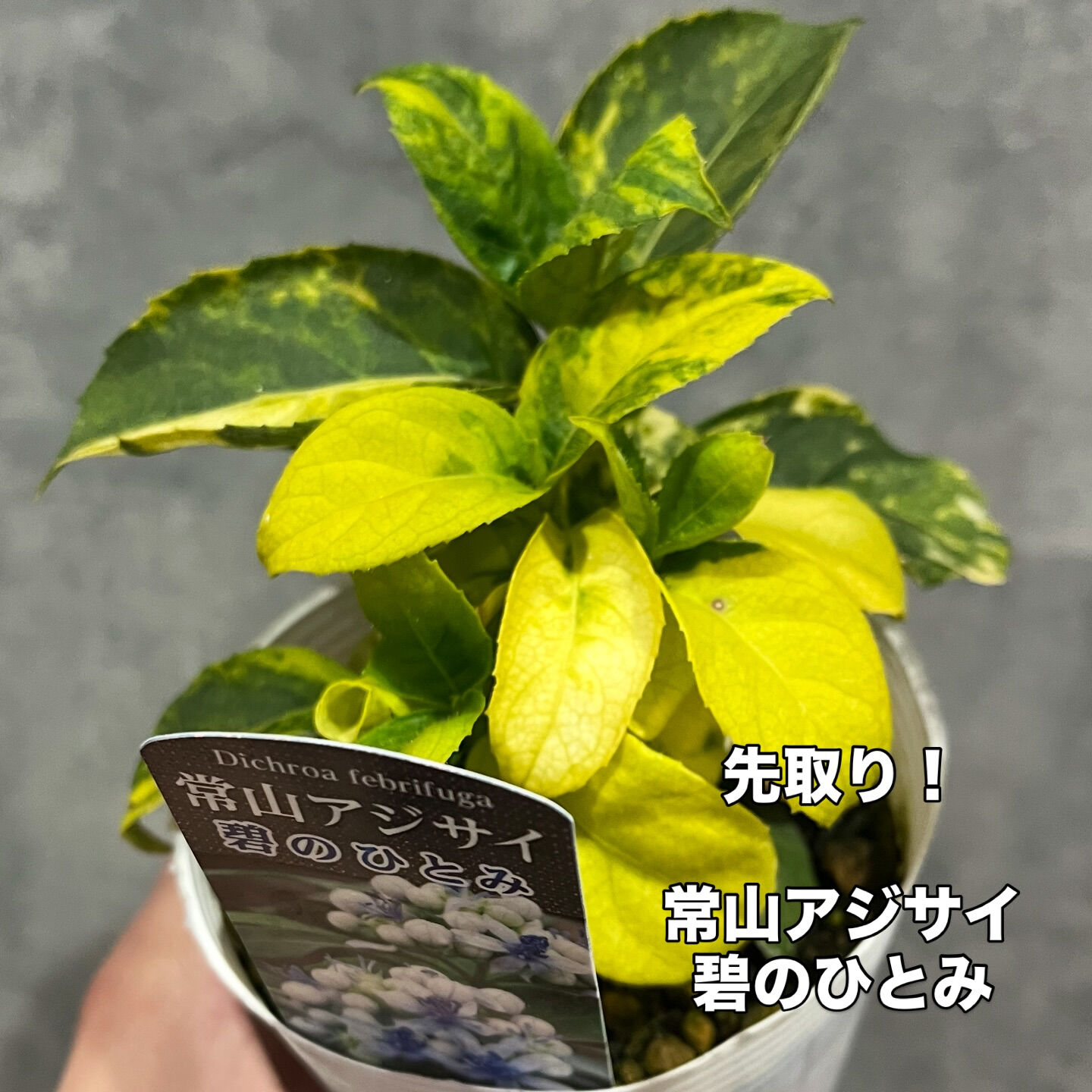 斑入り植物専門店〜錦〜です