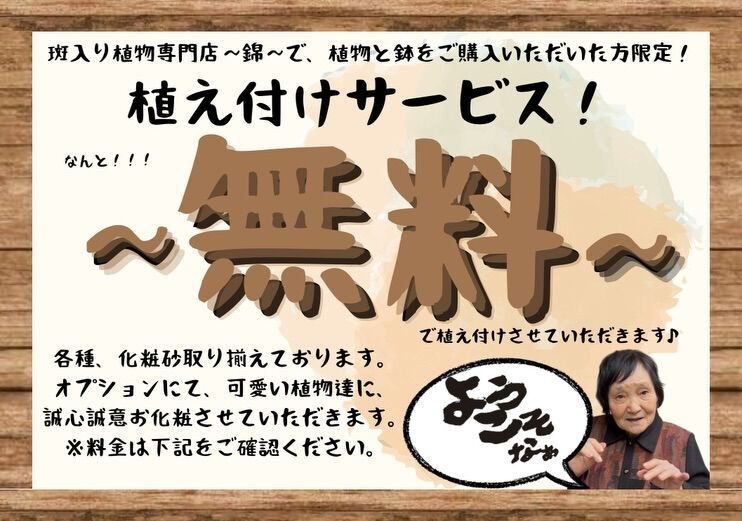 斑入り植物専門店〜錦〜です