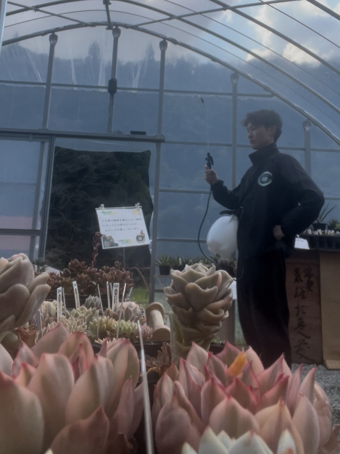 斑入り植物専門店〜錦〜です