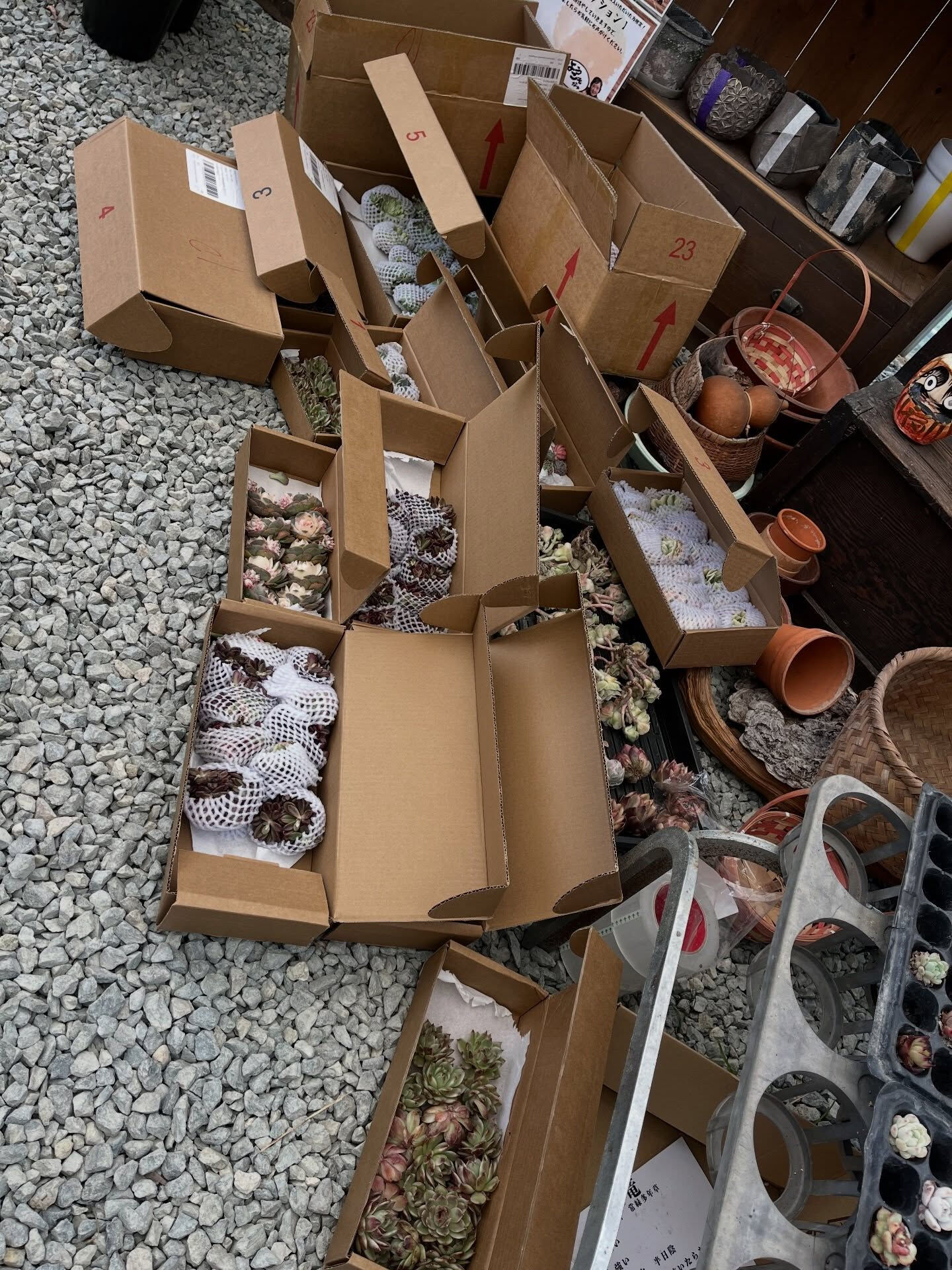 斑入り植物専門店〜錦〜です