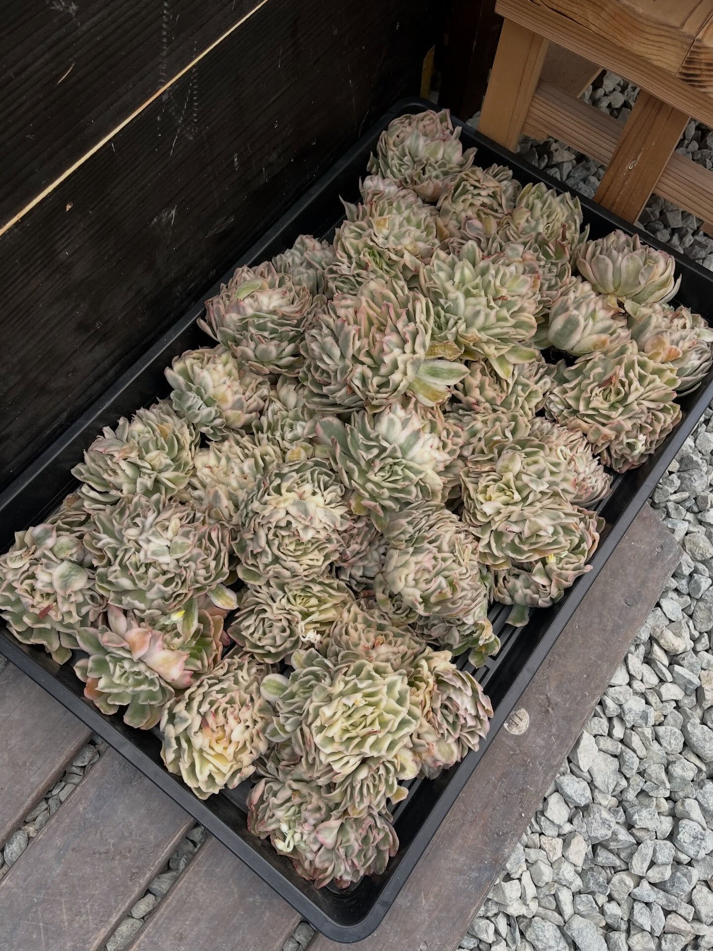 斑入り植物専門店〜錦〜です