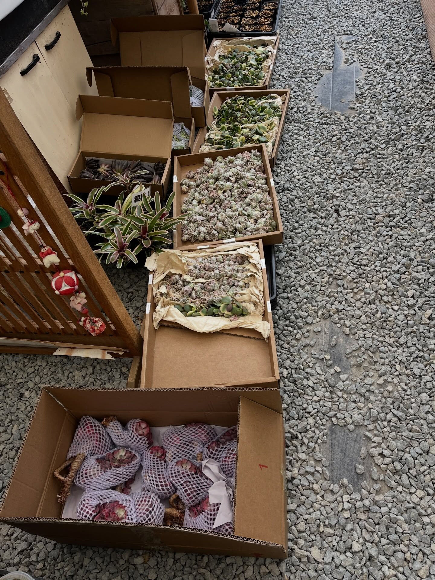 斑入り植物専門店〜錦〜です