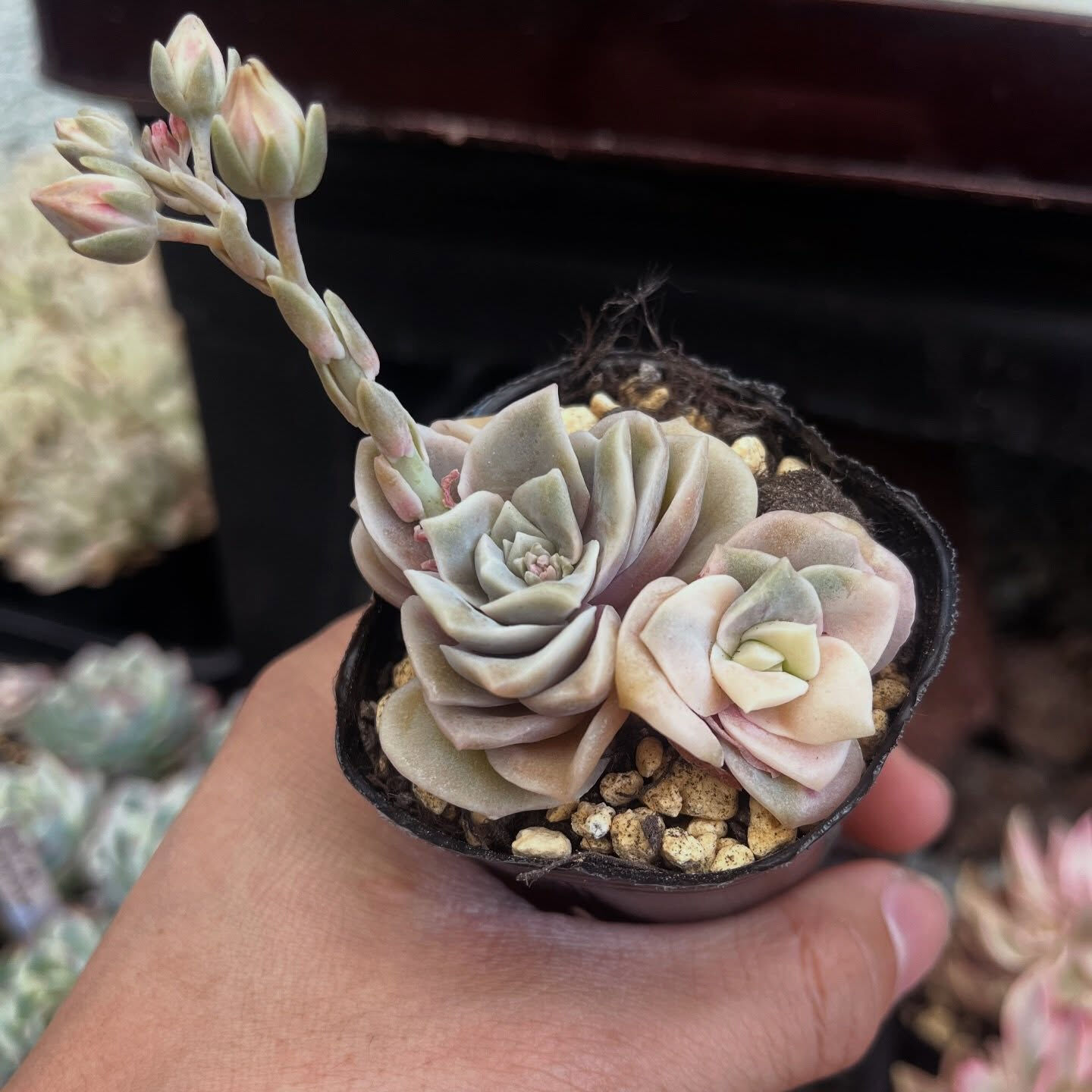 斑入り植物専門店〜錦〜です