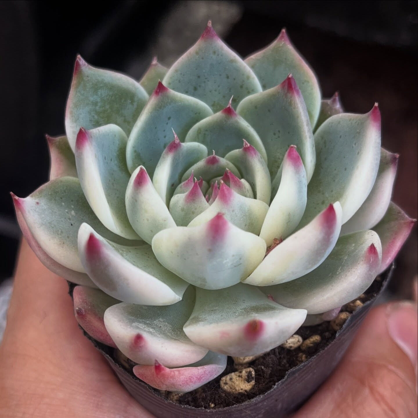 斑入り植物専門店〜錦〜です