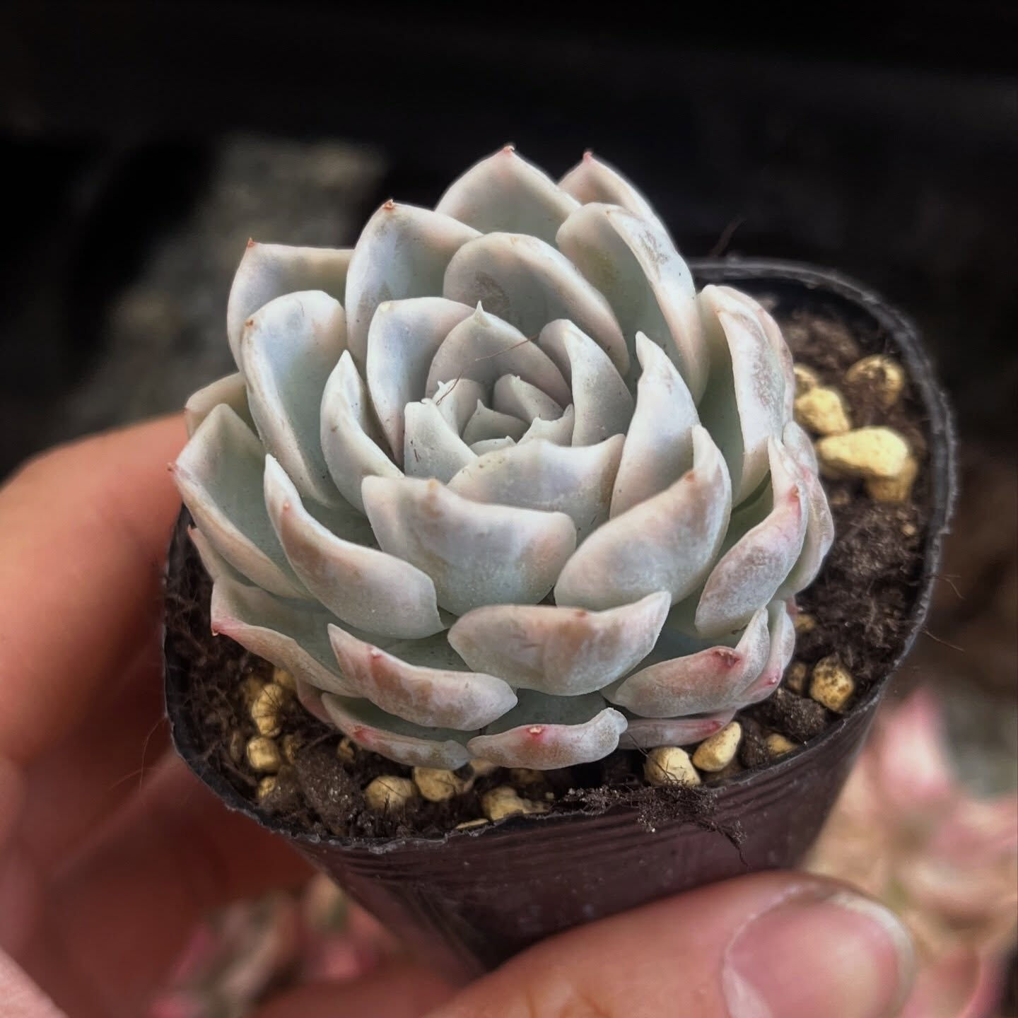 斑入り植物専門店〜錦〜です