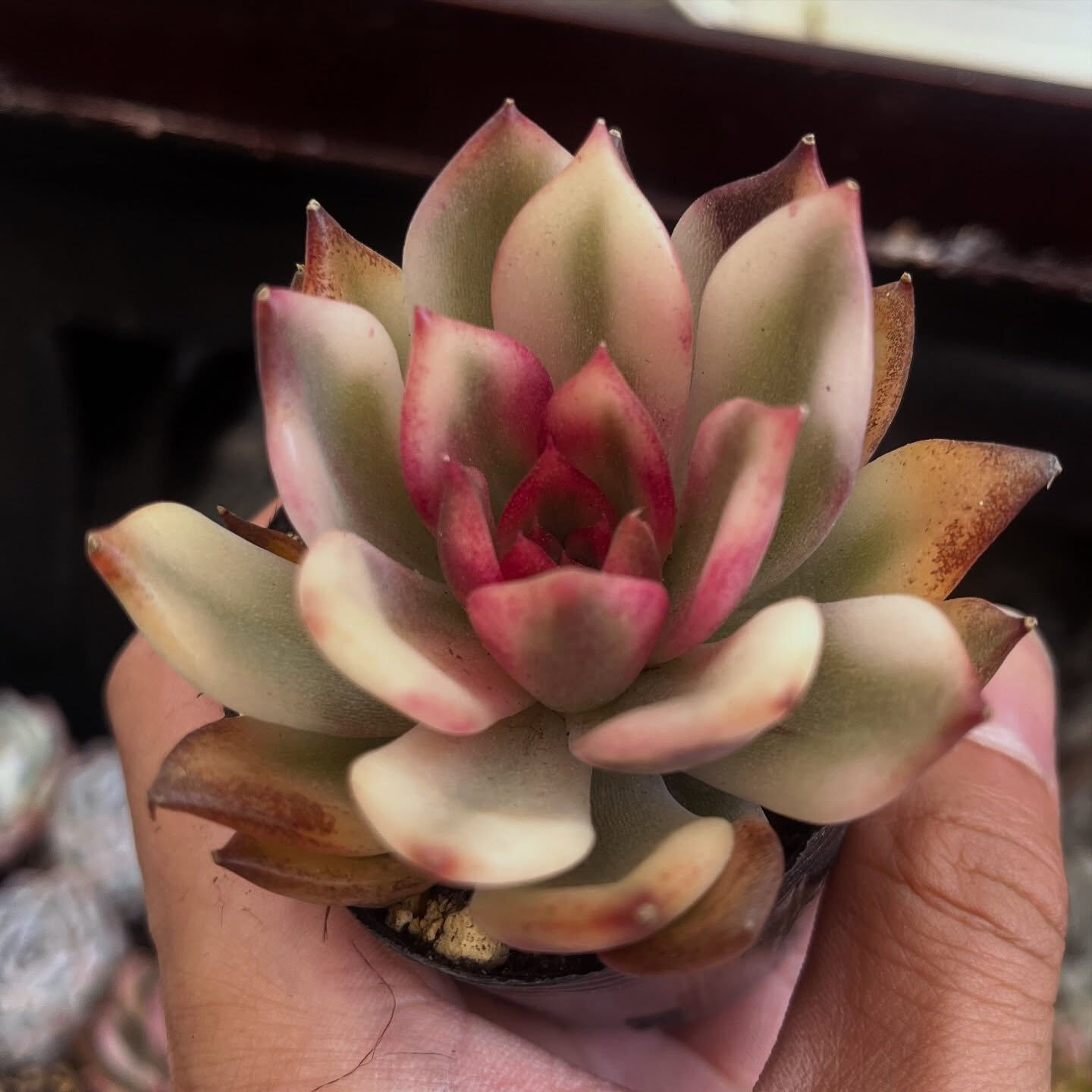 斑入り植物専門店〜錦〜です