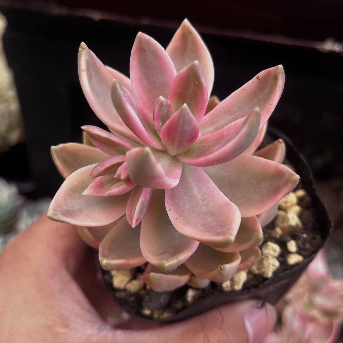 斑入り植物専門店〜錦〜です