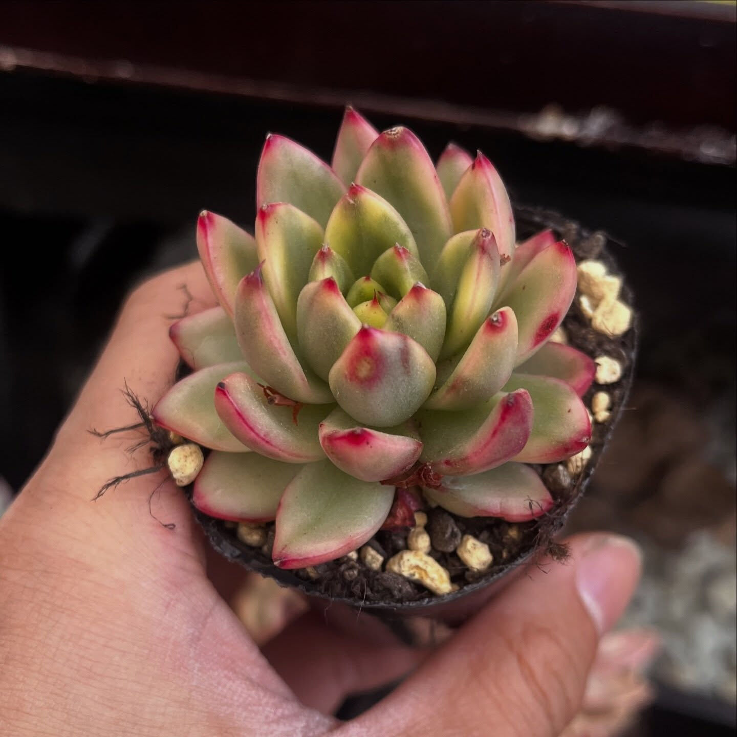 斑入り植物専門店〜錦〜です