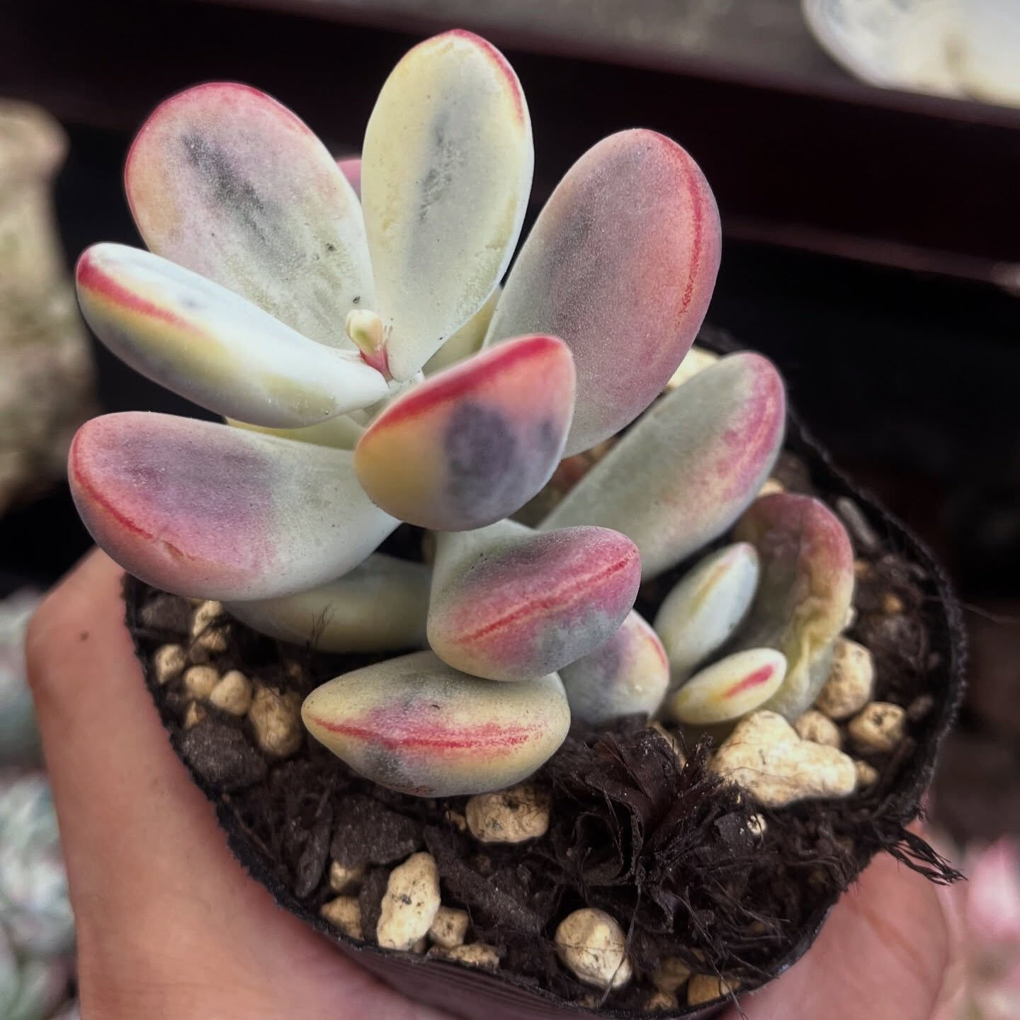 斑入り植物専門店〜錦〜です