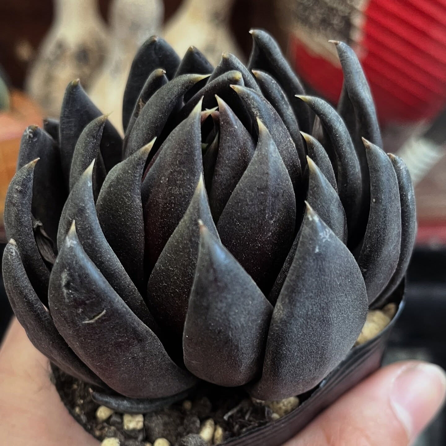 斑入り植物専門店〜錦〜です