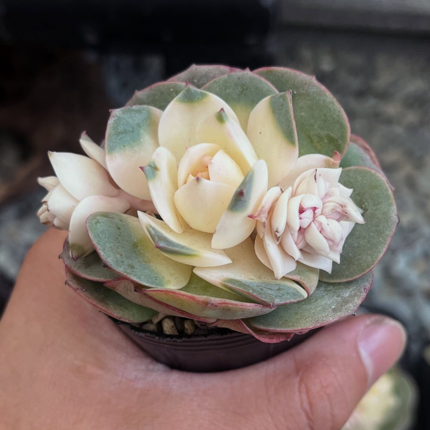 斑入り植物専門店〜錦〜です