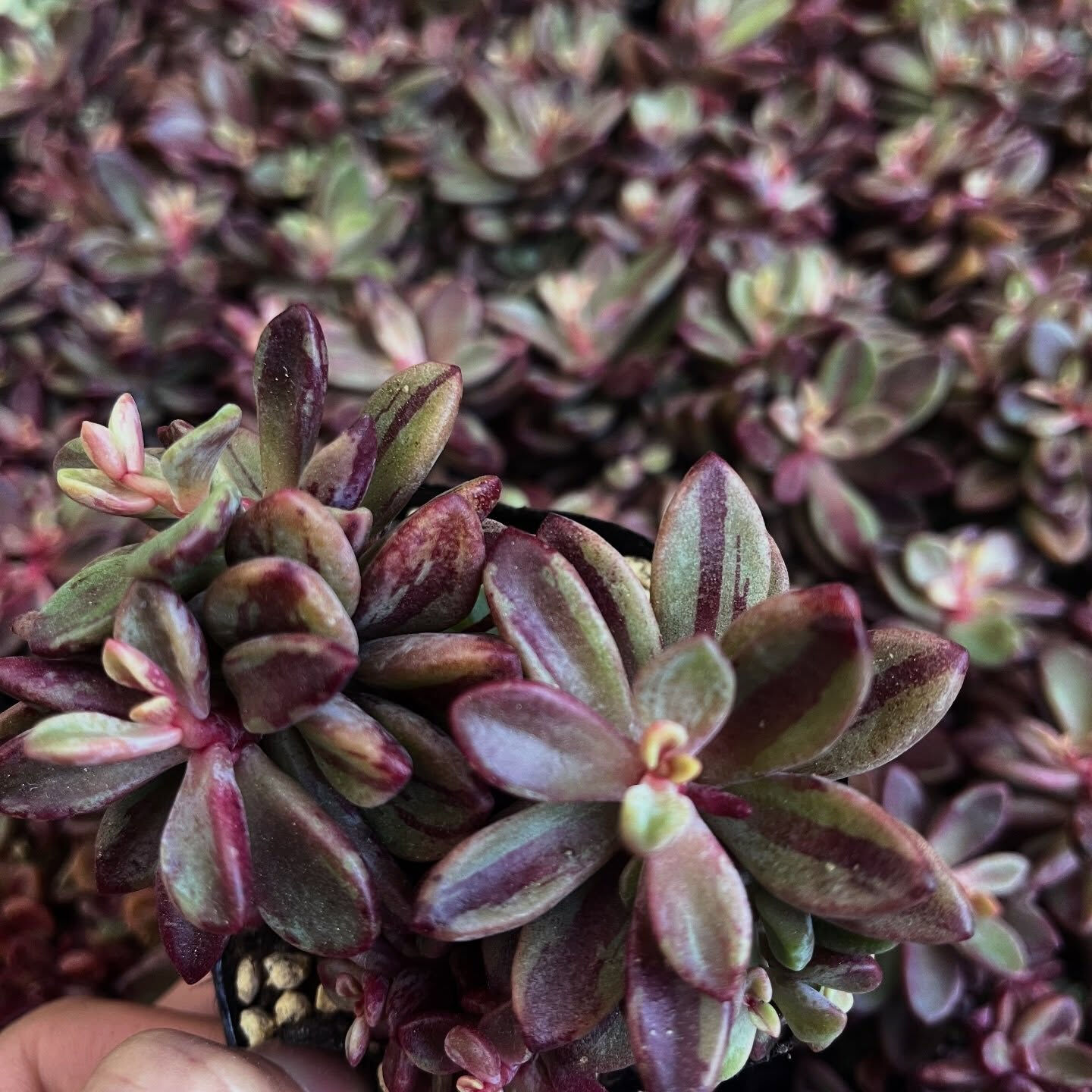 斑入り植物専門店〜錦〜です