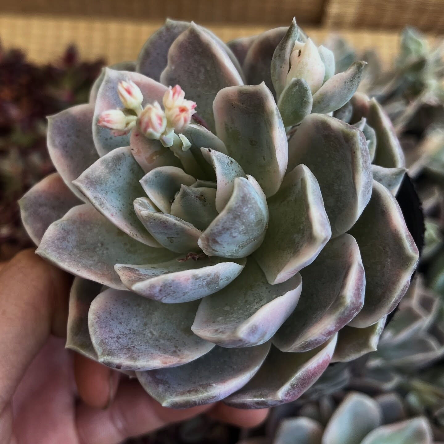 斑入り植物専門店〜錦〜です