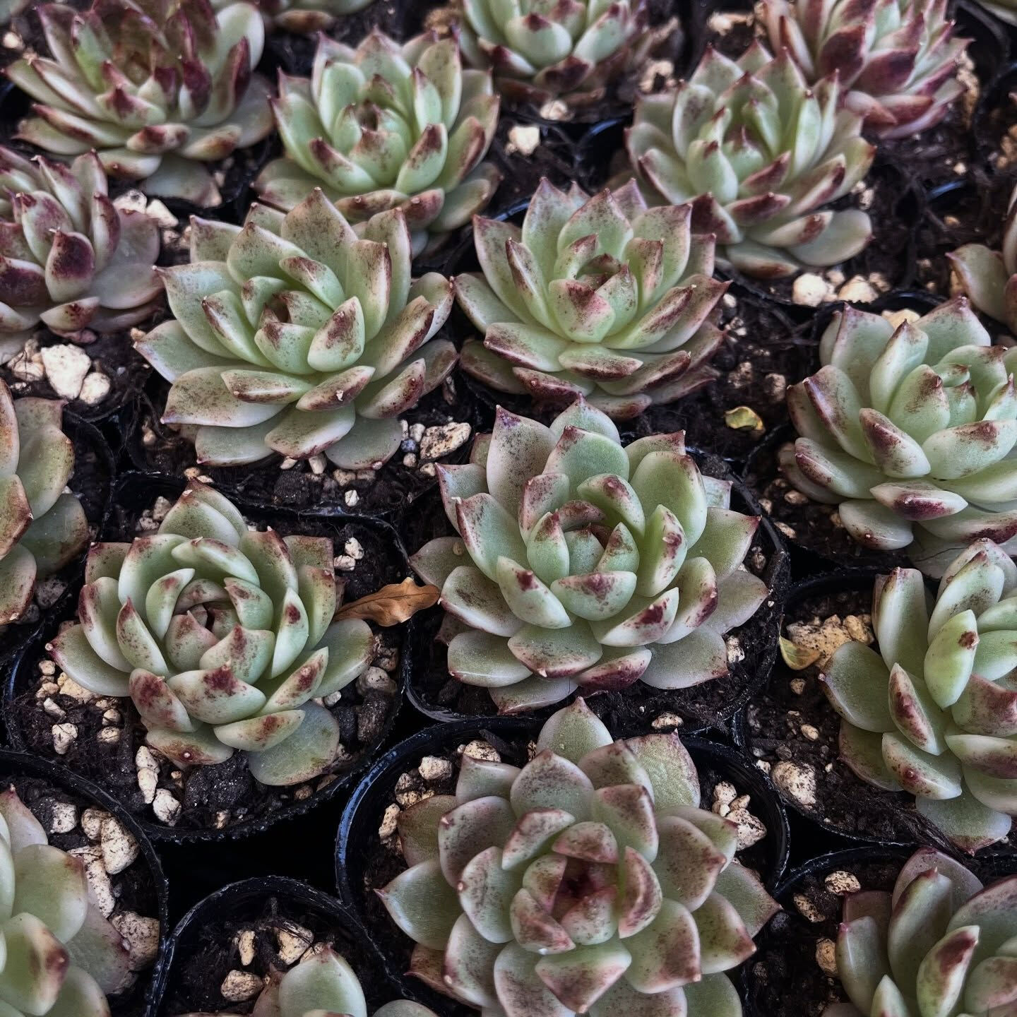斑入り植物専門店〜錦〜です