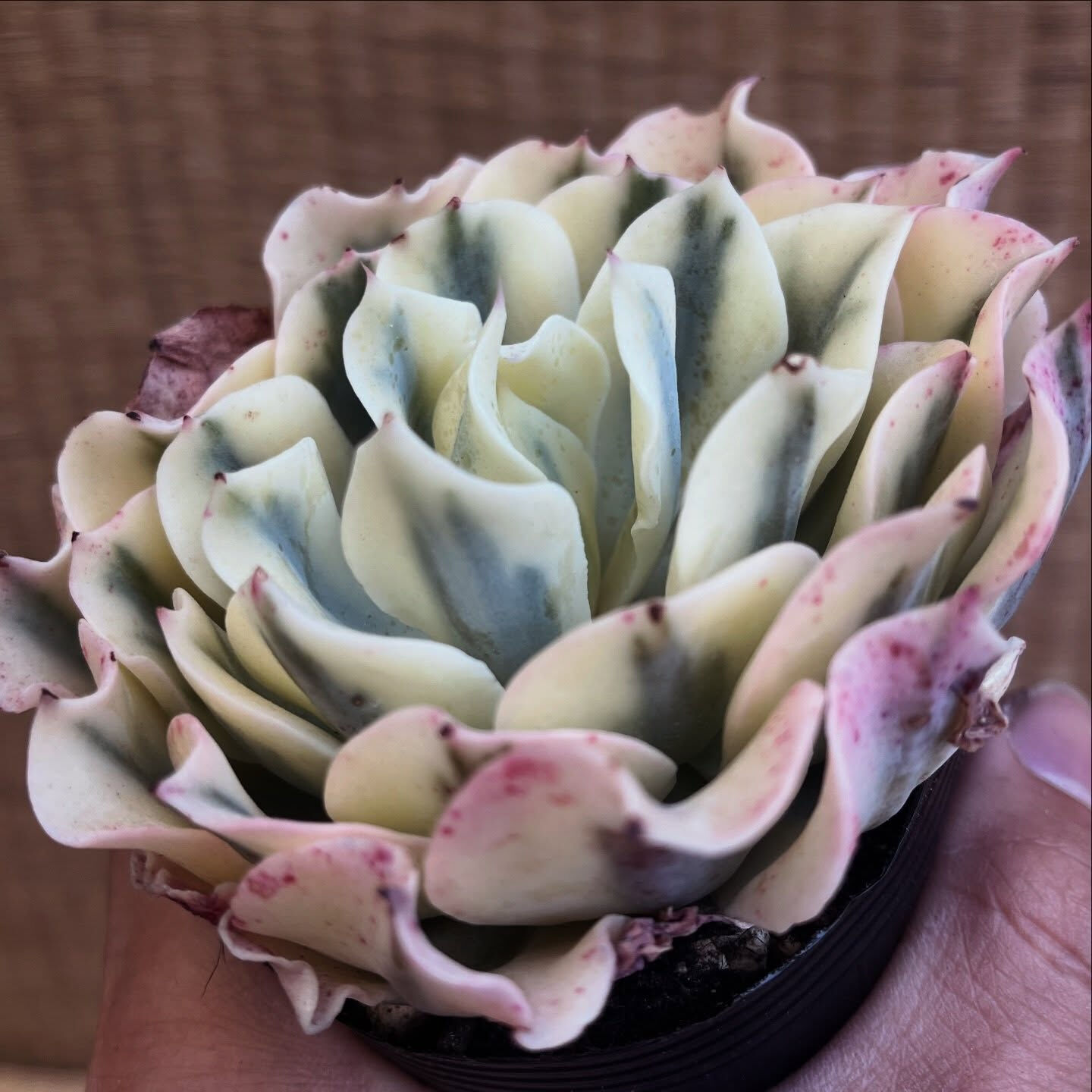 斑入り植物専門店〜錦〜です