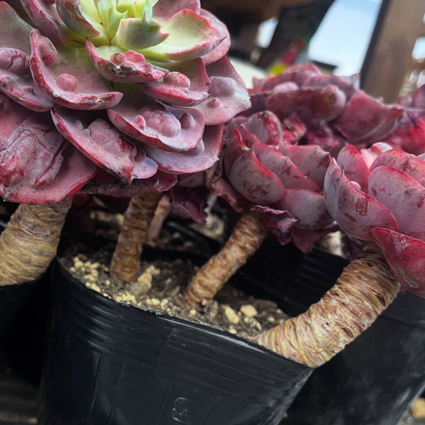 斑入り植物専門店〜錦〜です