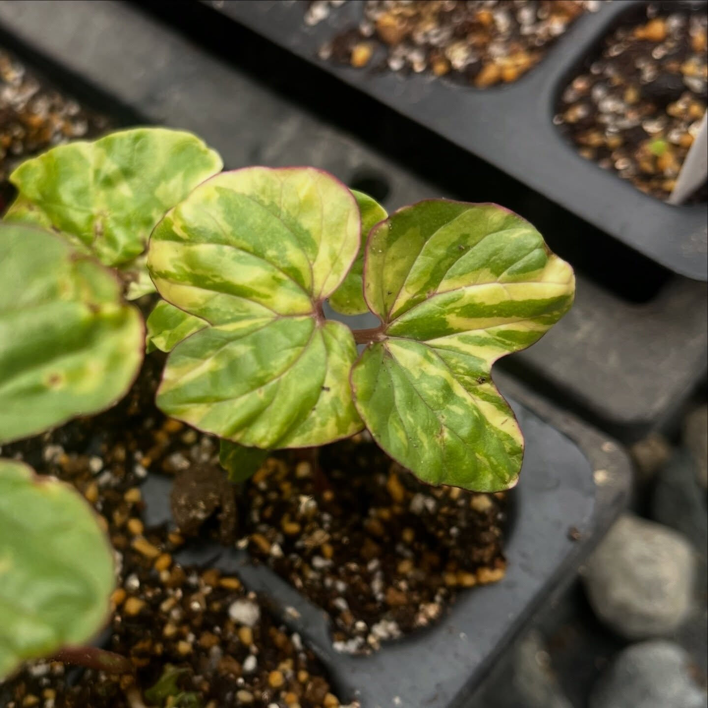 斑入り植物専門店〜錦〜です