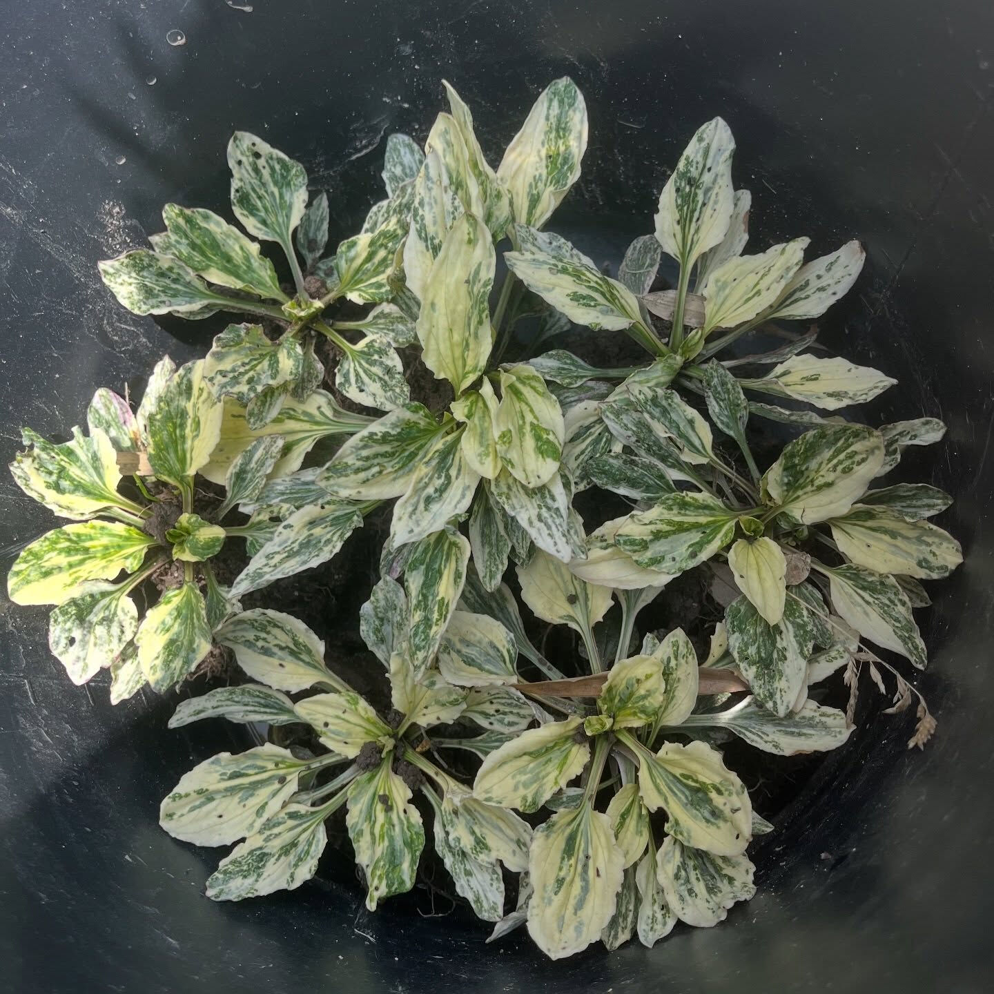 斑入り植物専門店〜錦〜です