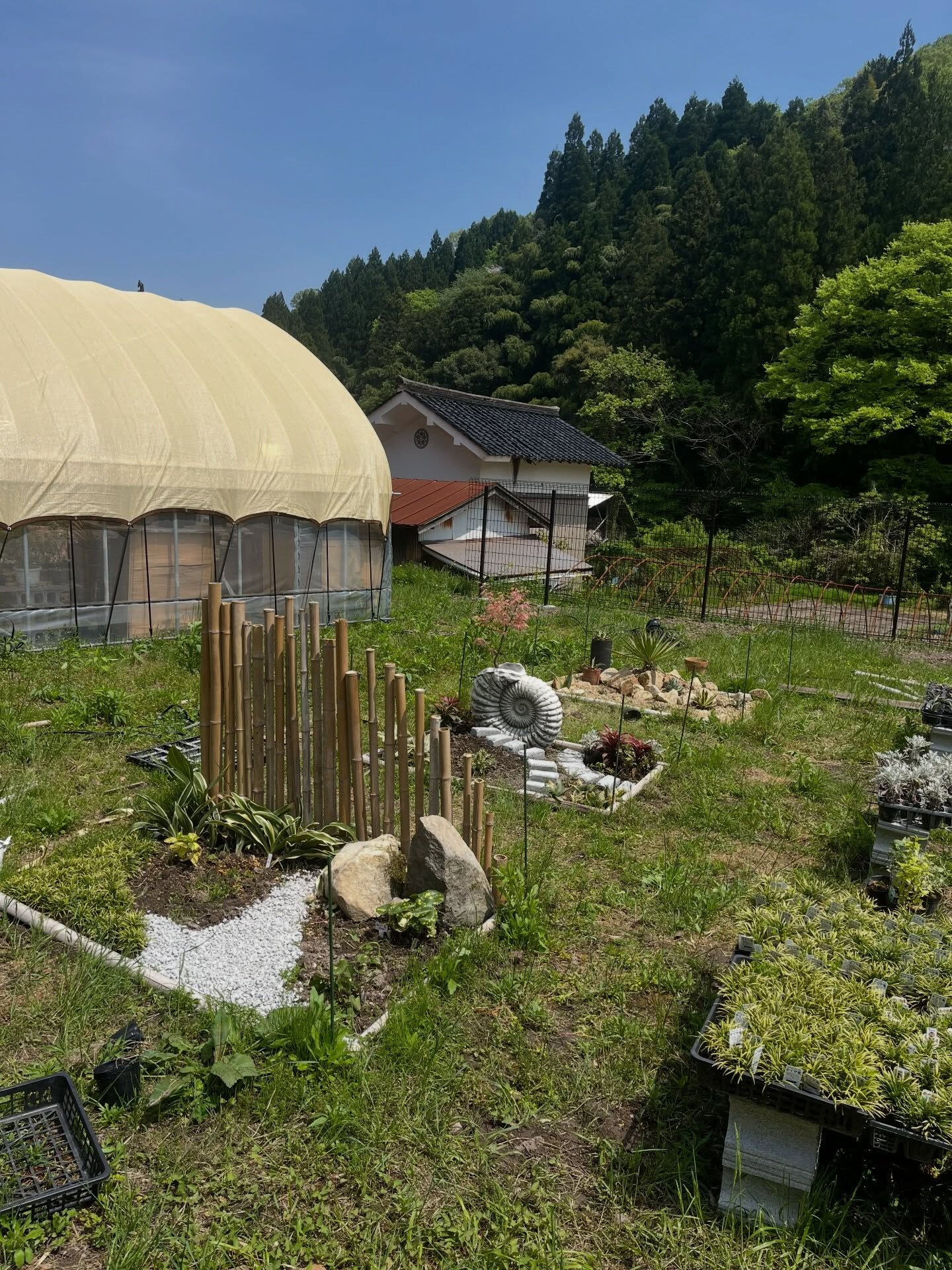 斑入り植物専門店〜錦〜です