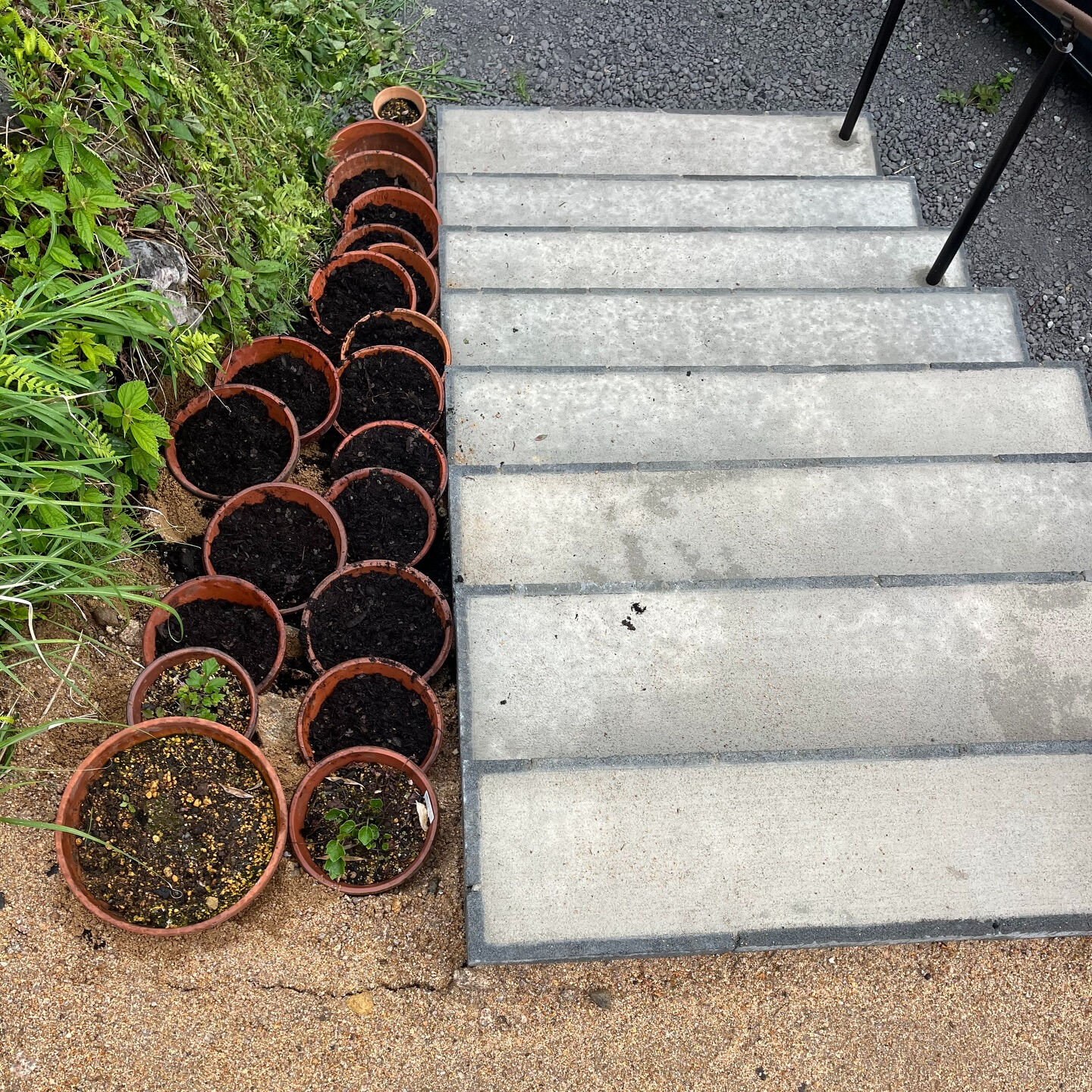 斑入り植物専門店〜錦〜です