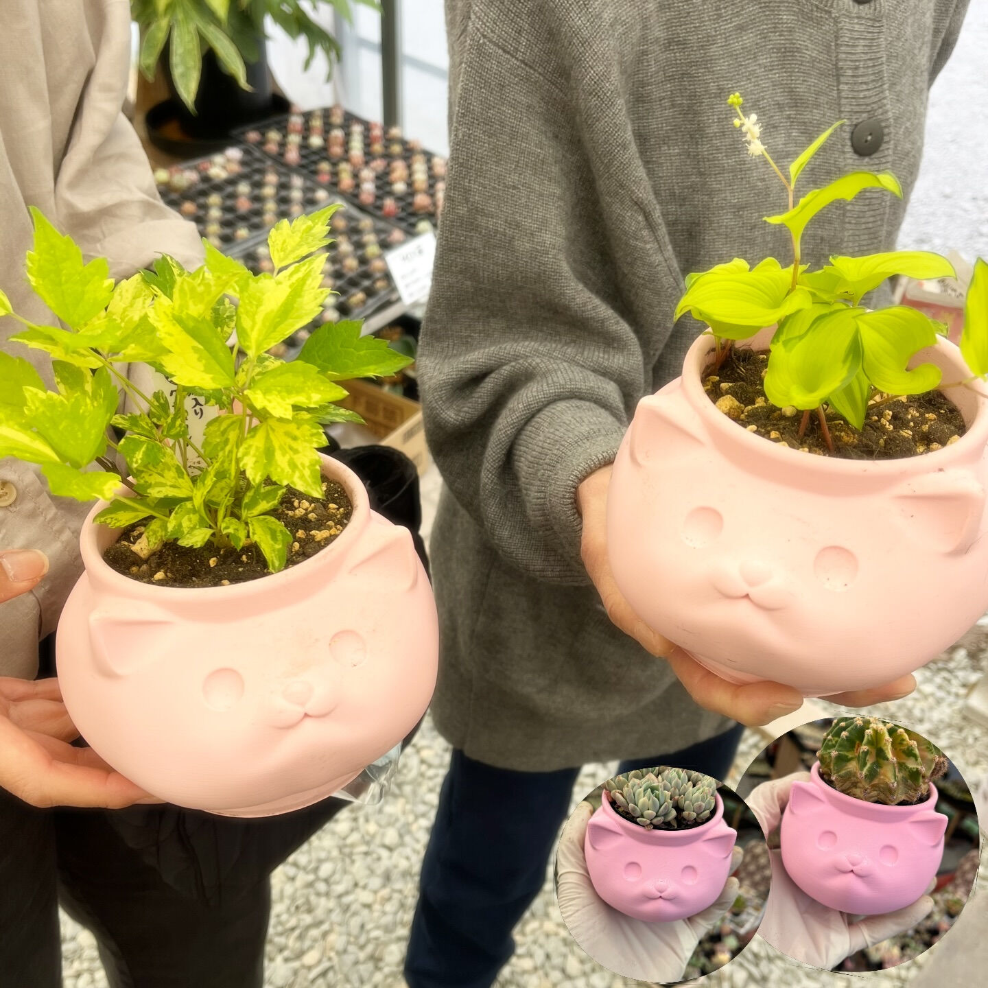 斑入り植物専門店〜錦〜です