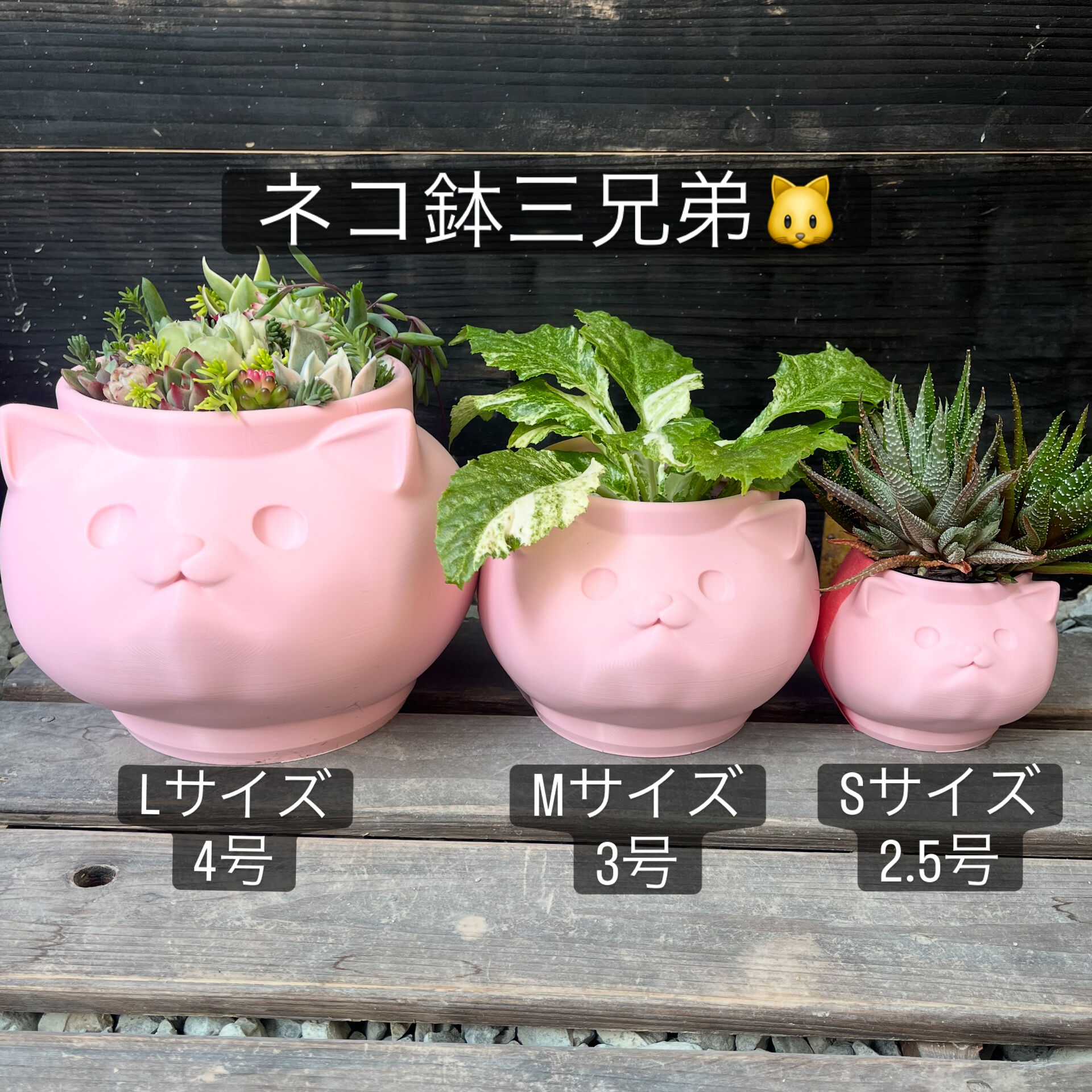 斑入り植物専門店〜錦〜です