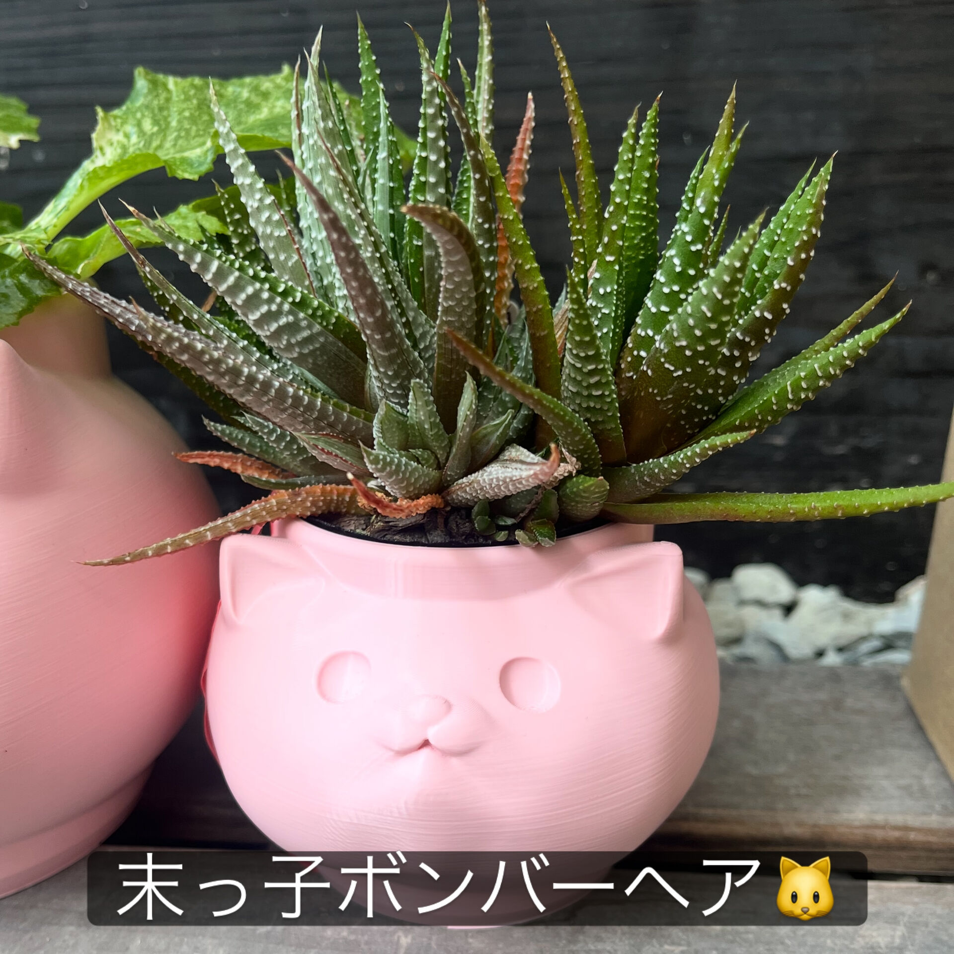 斑入り植物専門店〜錦〜です