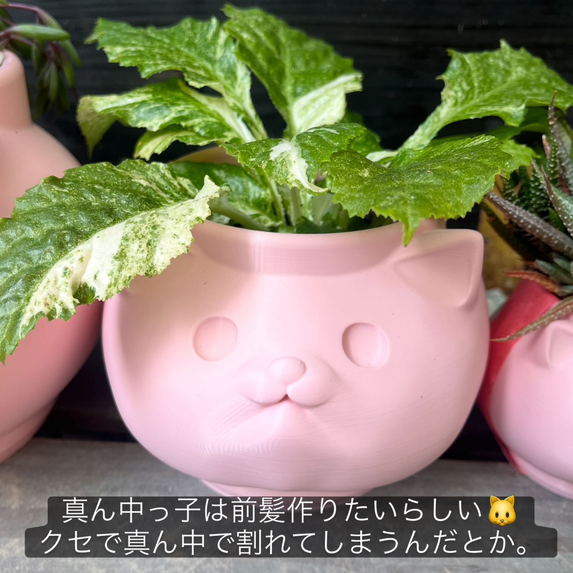 斑入り植物専門店〜錦〜です
