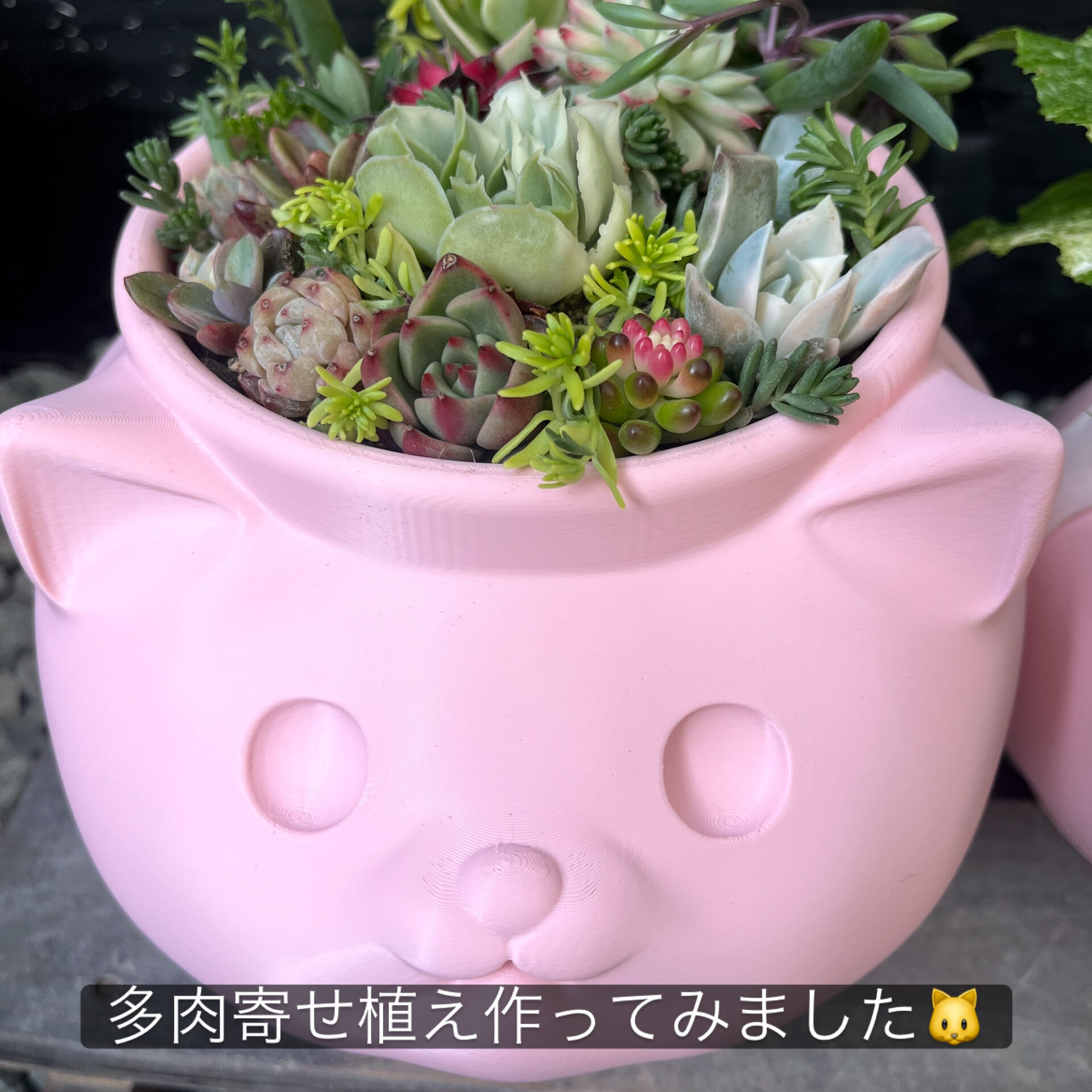 斑入り植物専門店〜錦〜です