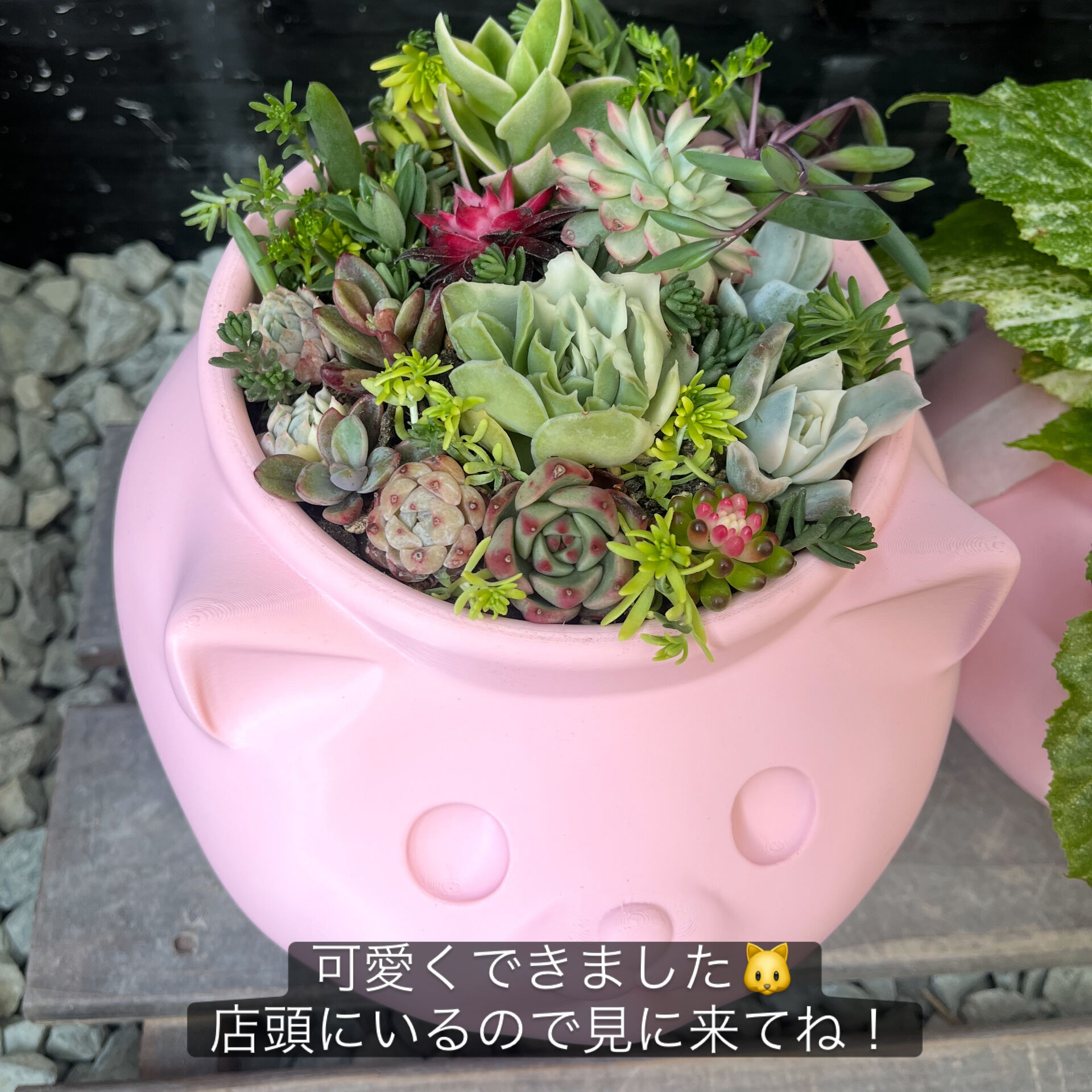 斑入り植物専門店〜錦〜です